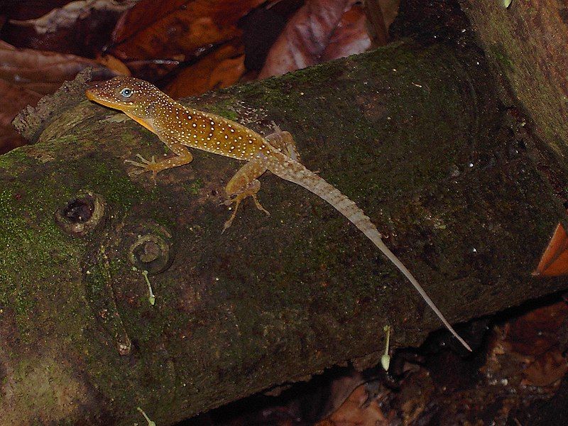 File:Anolis oculatus winstoni.jpg