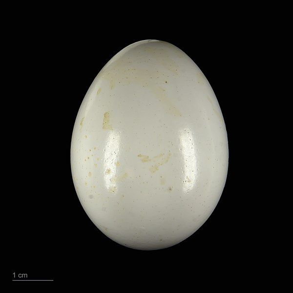 File:Ara militaris MHNT.ZOO.2010.11.148.10.jpg