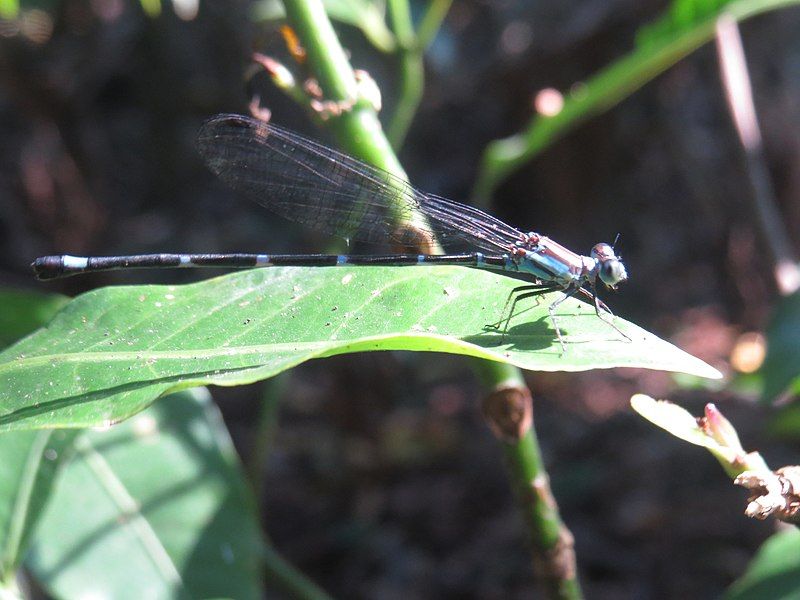 File:Argia leonorae.jpg