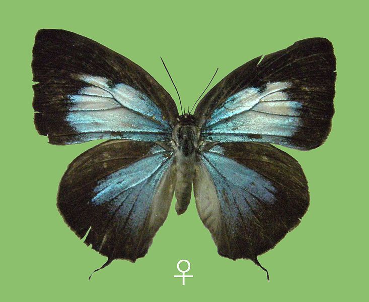 File:Arhopala hayashihisakazui,♀upperside.JPG