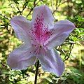 Bauhinia purpurea? Taken on 1 March on Lantau island, Hong Kong, if that helps narrow it down... azalea [1]