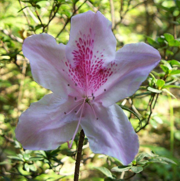 File:Bauhinia flower.jpg