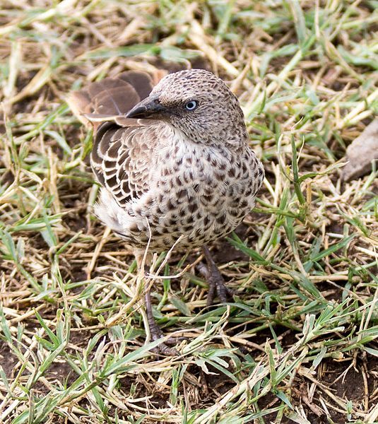 File:BirdNgoro.jpg