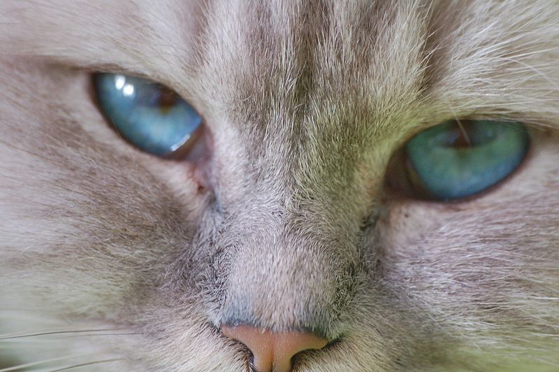 File:Blue-eyes.JPG