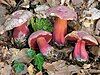 Boletus rubrosanguineus mushrooms