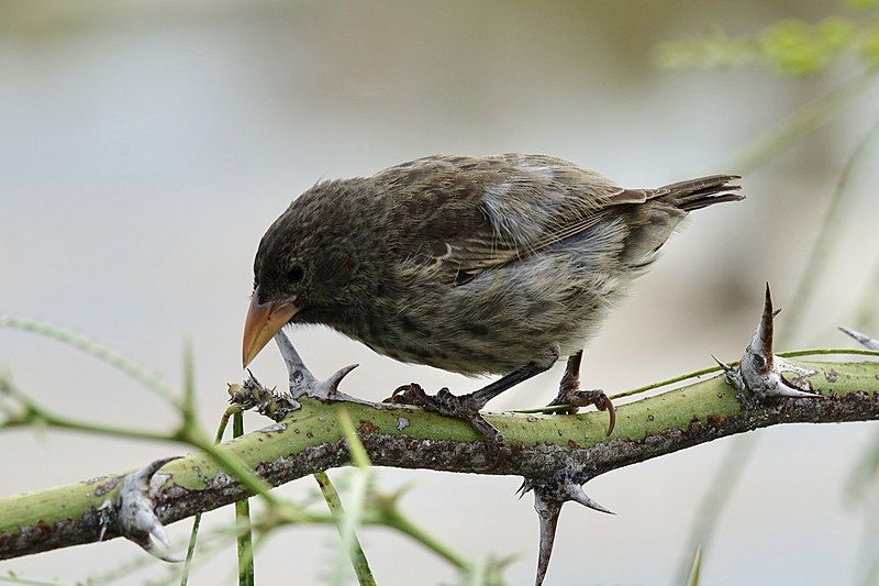 File:Cactus Finch (47938750208).jpg