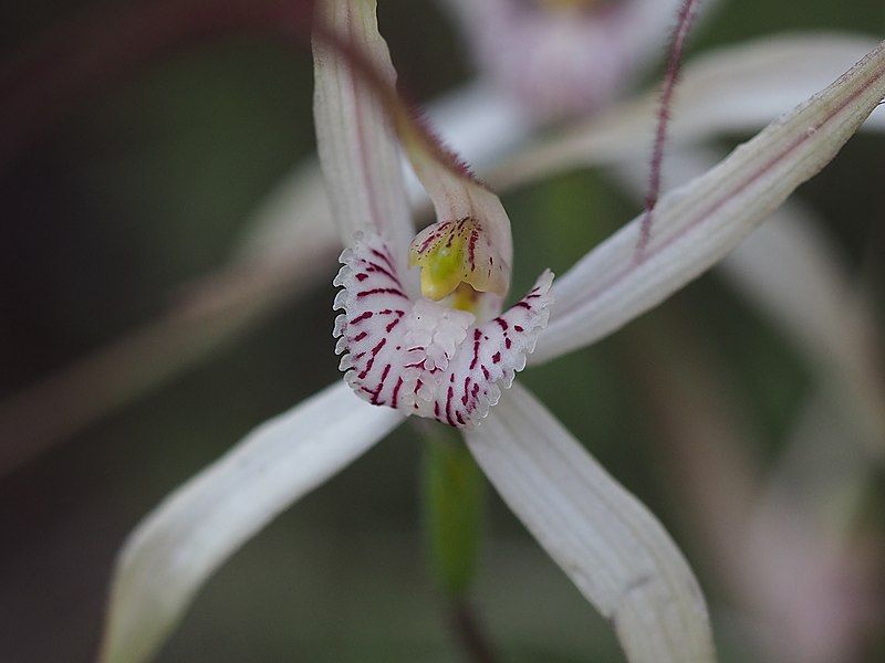 File:Caladenia incensum labellum.jpg