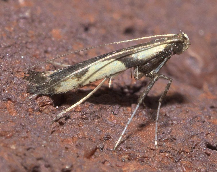 File:Caloptilia blandella P1250399a.jpg