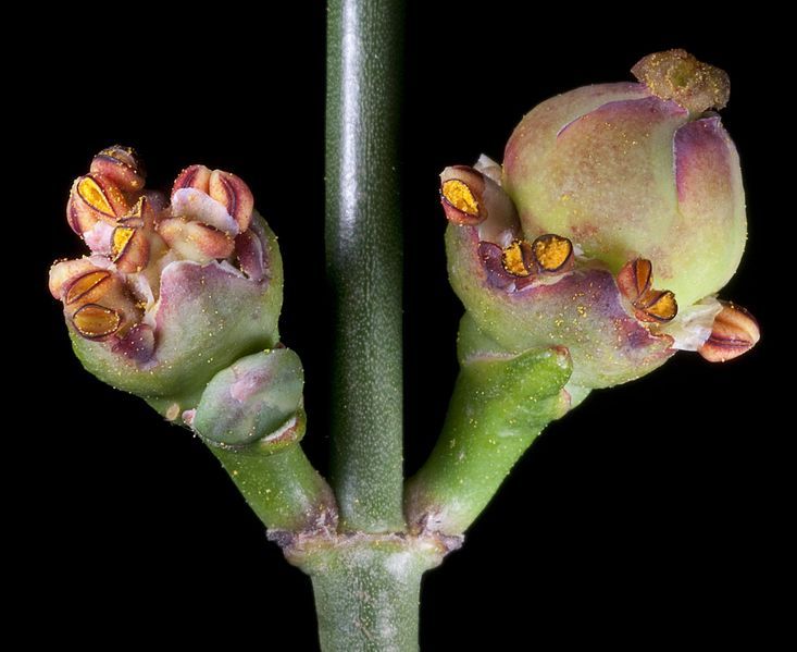 File:Calycopeplus paucifolius (15435249792).jpg