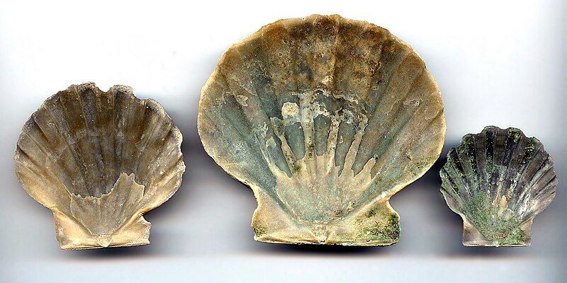 File:Chesapecten Jeffersonius Inside.jpg