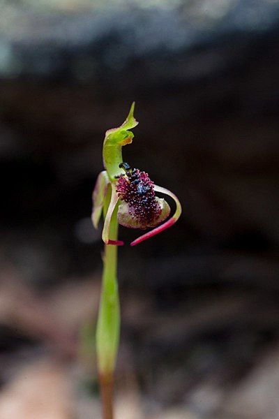 File:Chiloglottis trilabra.jpg