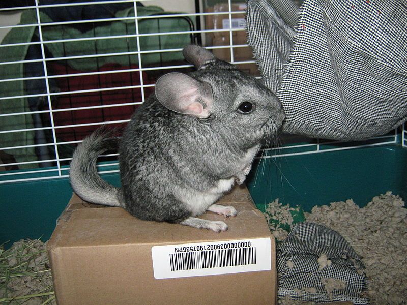 File:Chinchilla lanigera reared.jpg