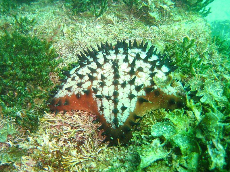 File:Chocolate Chip Starfish.jpg