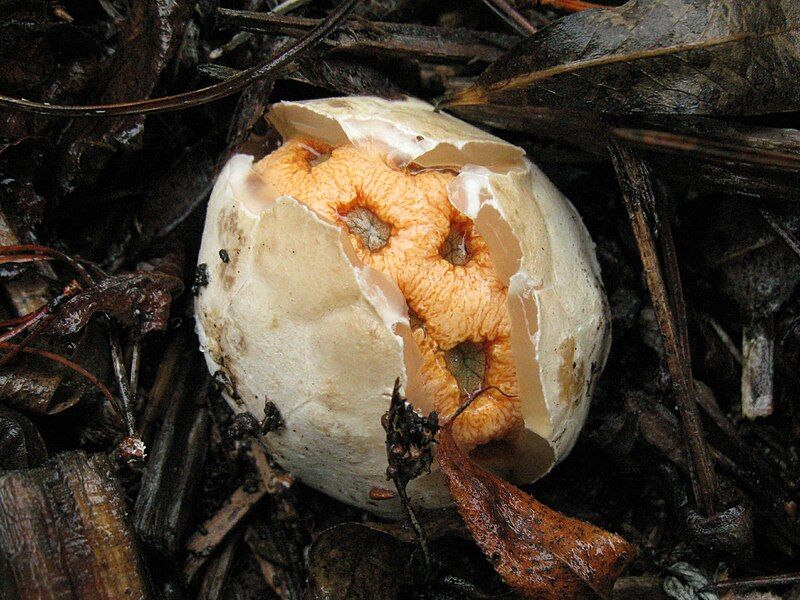 File:Clathrus ruber 61319.jpg