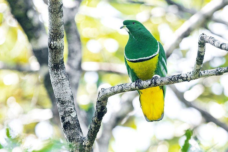 File:Cloven-feathered Dove 0A2A9792.jpg