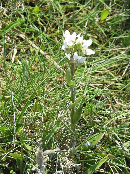 File:Cochlearia officinalis02.jpg