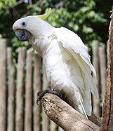 Cockatoo