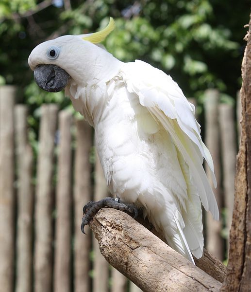 File:Cockatoo33.jpg