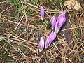 Colchicum bulbocodium opening