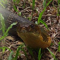 King Cobra shot at Bannerghatta,Bangalore,India.