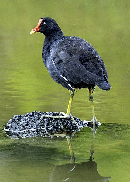 File:Common-gallinule-galapagos-casey-klebba.jpg