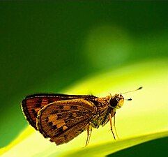 Ventral view