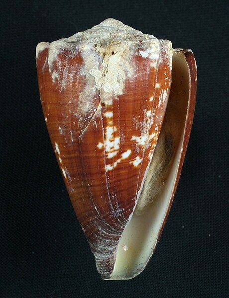 File:Conus brunneus.JPG