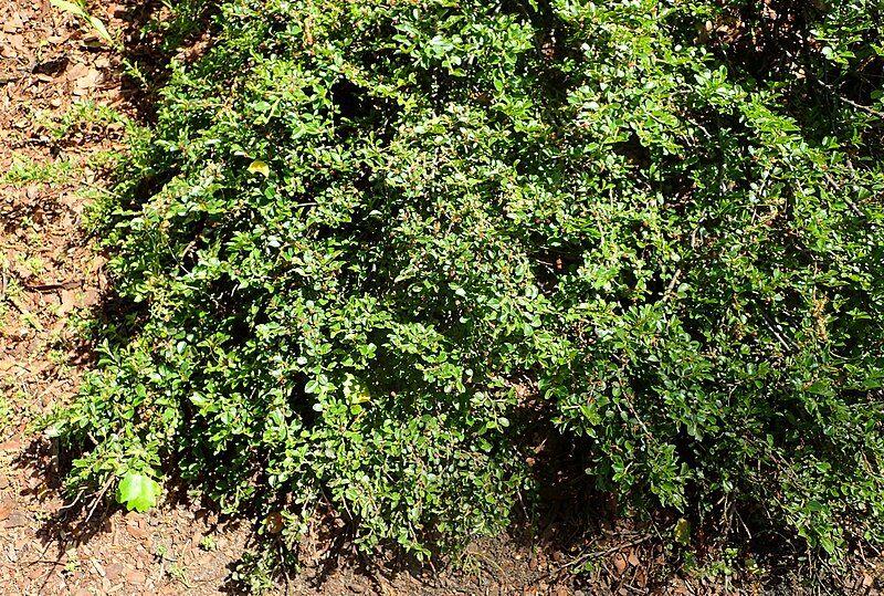 File:Cotoneaster cochleatus kz4.JPG