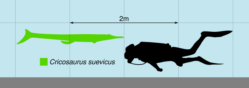 File:Cricosaurus Scale.svg