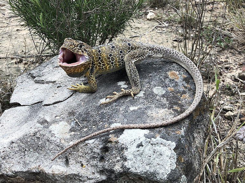 File:Crotaphytus reticulatus.jpg