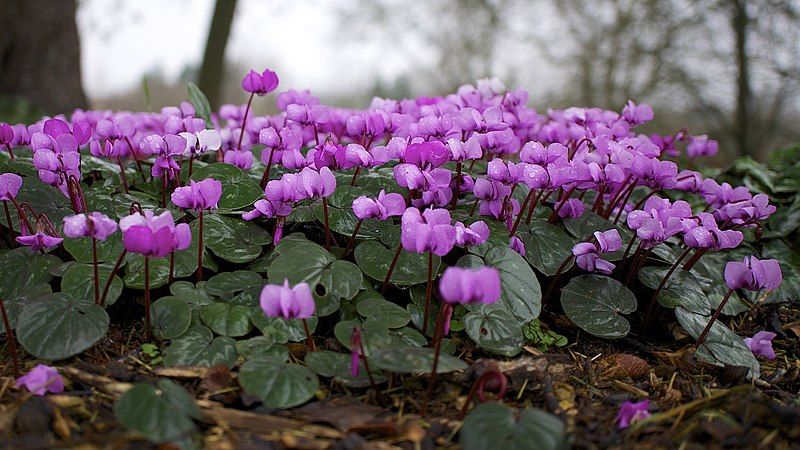 File:Cyclamen (8457919409).jpg