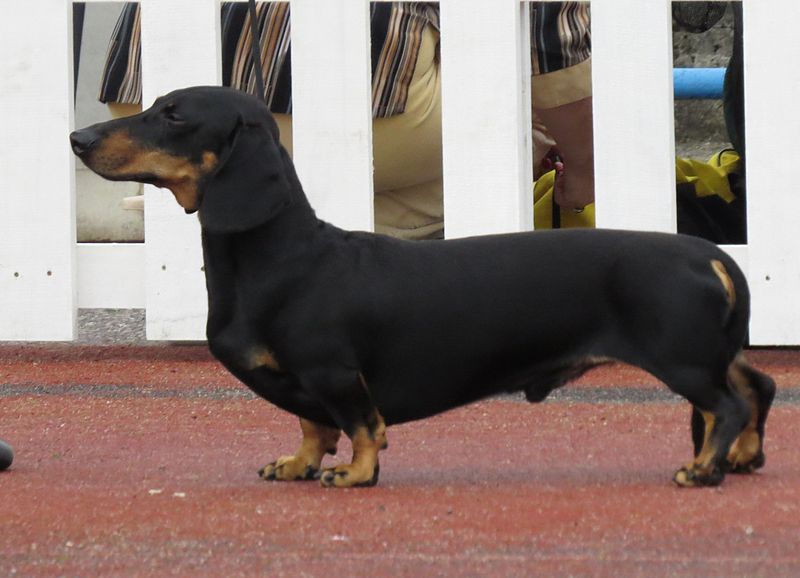 File:Dachshund 5.JPG