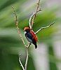 Scarlet-backed Flowerpecker