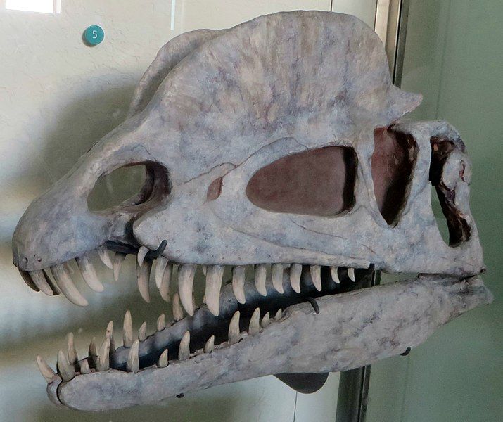 File:Dilophosaurus skull AMNH.jpg