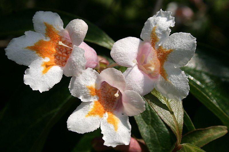 File:Dipelta-floribunda-flowers.JPG