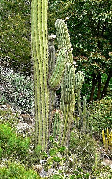 File:Echinopsis terscheckii 5.jpg