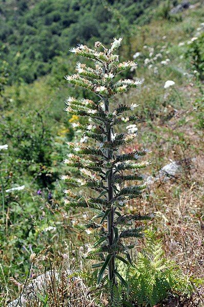 File:Echium italicum 001.jpg