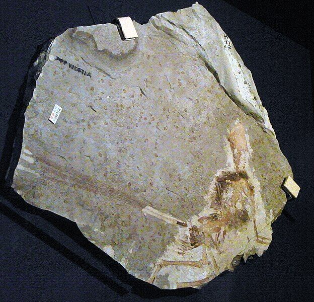 File:Epidexipteryx hui slab.jpg