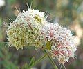 Eriogonum fasciculatum