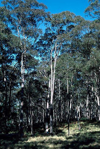 File:Eucalyptus laevopinea.jpg