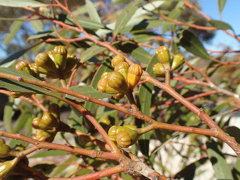 File:Eucalyptus pileata buds.jpg