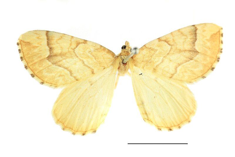 File:Eulithis mellinata SLU.JPG