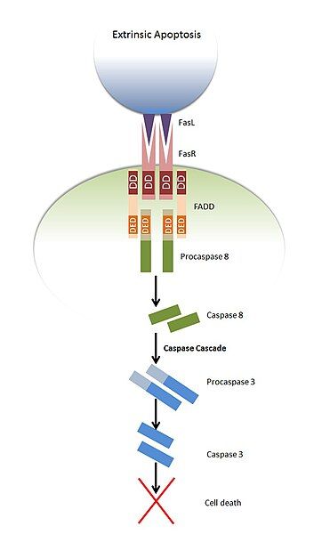 File:Extrinsic apoptosis.jpg