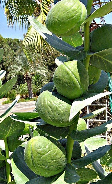 File:Fruits Calotropis procera.jpg