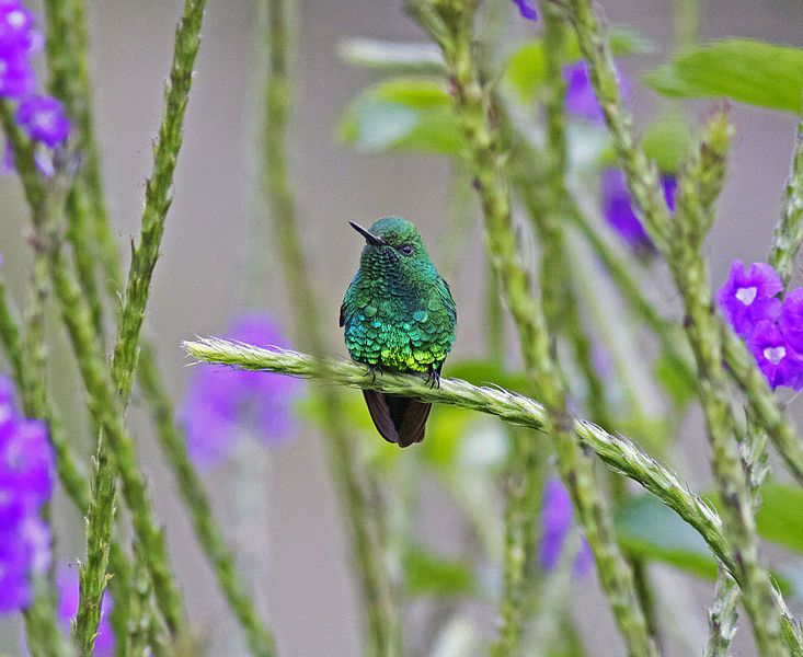 File:Garden Emerald JCB.jpg