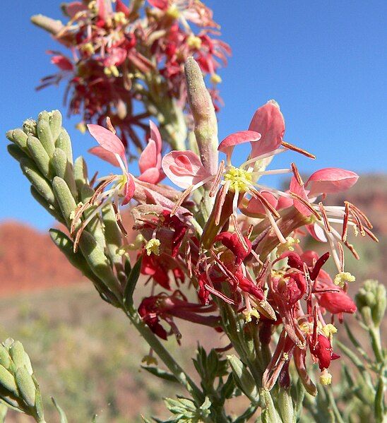 File:Gaura coccinea 7.jpg