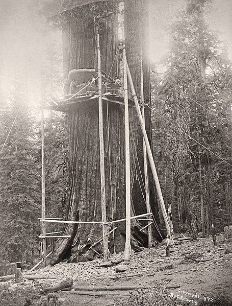 File:General-Noble-a-giant-sequoia-tree-in-Converse-Basin-Grove-1892-firstcut.jpg