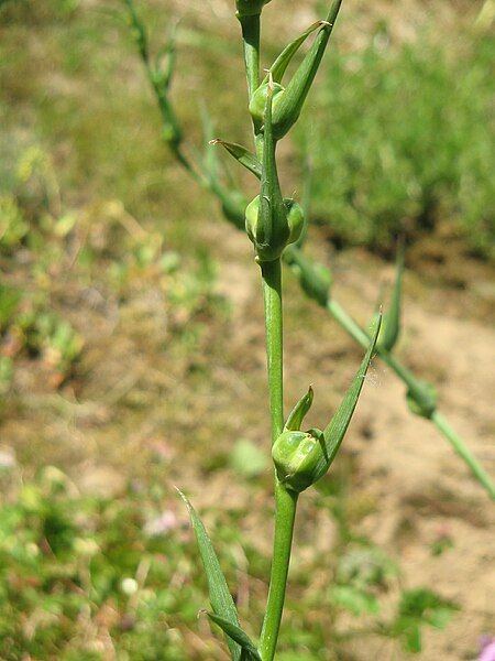 File:Gladiolus italicus fruits.jpg