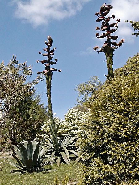 File:Glendurgan Agave 02.jpg