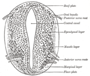 Cross-section of a developing spinal cord at four weeks